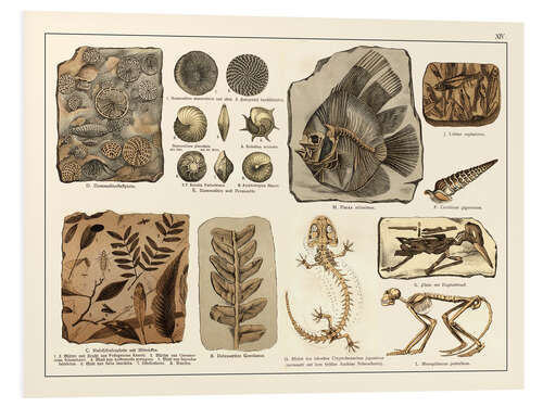 PVC print Fossils I