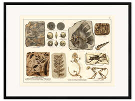 Framed art print Fossils I (german)