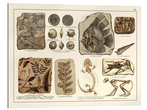 Gallery print Fossils I (german)