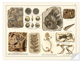 Naklejka na ścianę Fossils I (german)