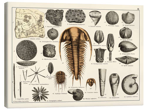 Tableau sur toile Fossiles II (allemand)