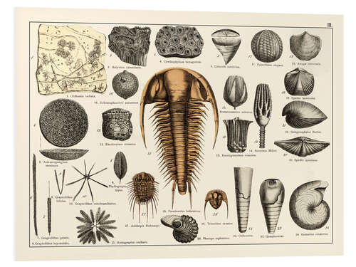 PVC-tavla Fossils II