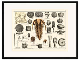 Gerahmter Kunstdruck Fossilien II - Vintage Educational Collection