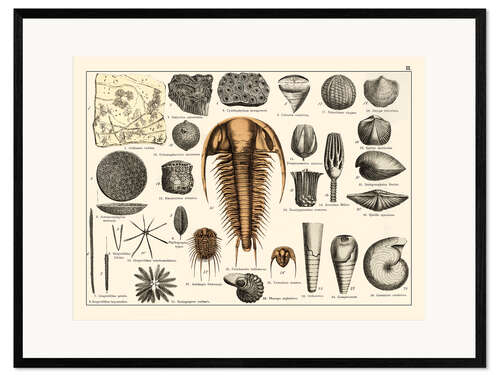 Plakat artystyczny premium w ramie Fossils II