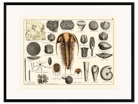 Gerahmter Kunstdruck Fossilien II