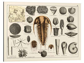 Magnettafel Fossilien II