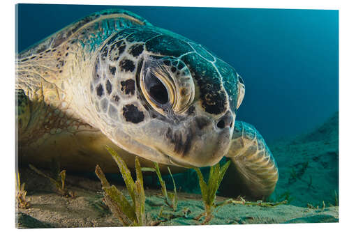 Akryylilasitaulu Portrait of a turtle