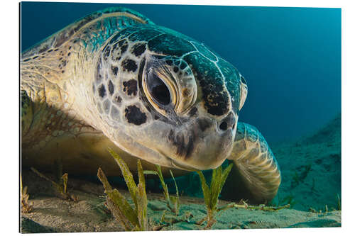 Gallery print Portrait of a turtle