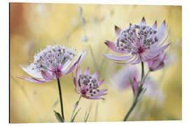 Cuadro de aluminio Astrantia Major