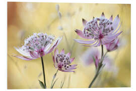 Print på skumplade Astrantia Major