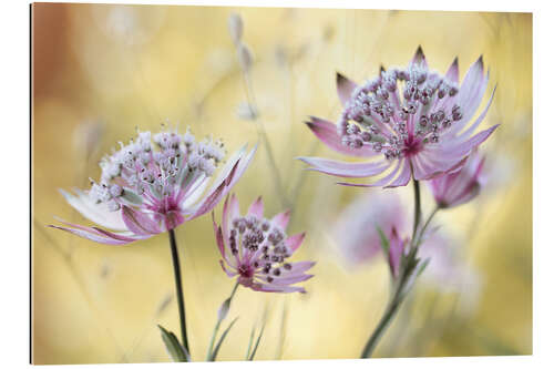 Galleritryk Astrantia Major