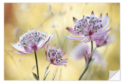 Wall sticker Astrantia Major