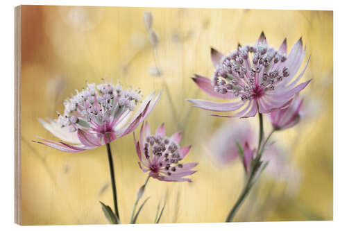 Tableau en bois Grande astrance