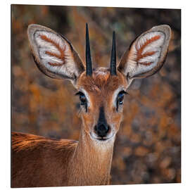 Aluminium print Steenbok