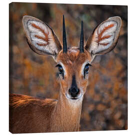 Canvas print Steenbok