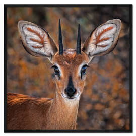 Gerahmter Kunstdruck Steinböckchen