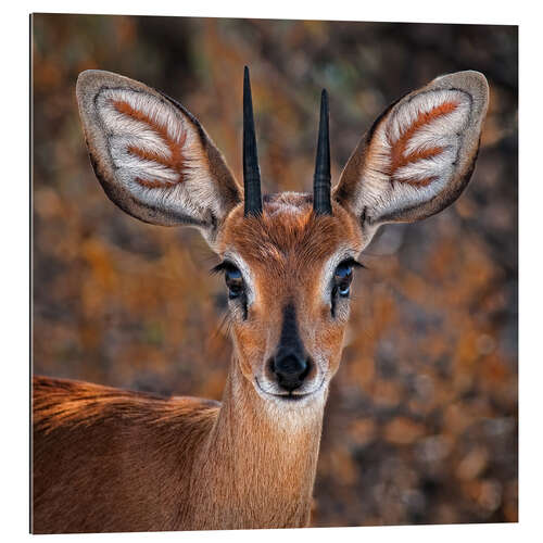 Gallery print Steenbok