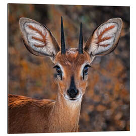 Gallery print Steenbok