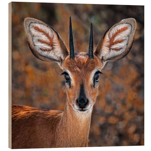 Trebilde Steenbok