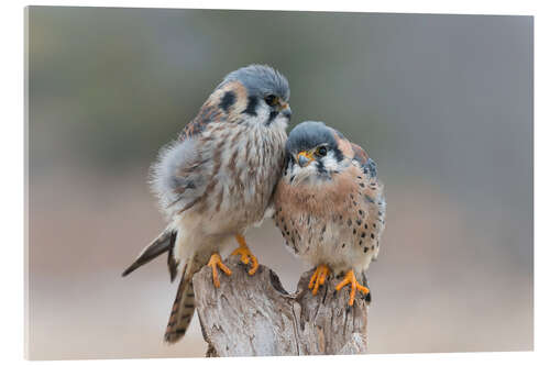 Acrylic print Love birds