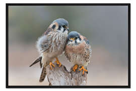 Gerahmter Kunstdruck Liebesvögel