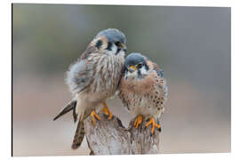 Magnettafel Liebesvögel