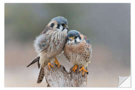 Naklejka na ścianę Love birds