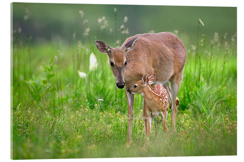 Acrylic print Tender moment