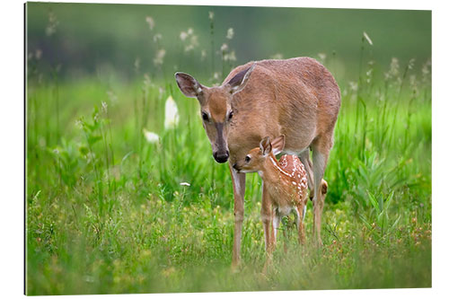 Gallery print Tender moment