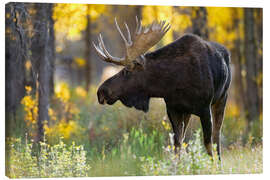 Lærredsbillede  Royal moose - Nick Kalathas