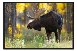 Gerahmter Kunstdruck Königlicher Elch