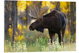 Gallery print Royal moose