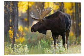 Magnettafel Königlicher Elch