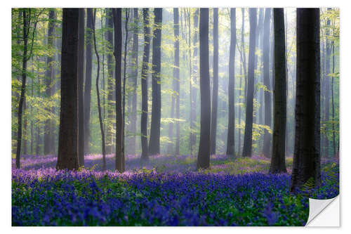 Selvklebende plakat Bellflowers