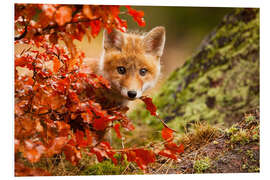 Stampa su PVC La foresta in autunno