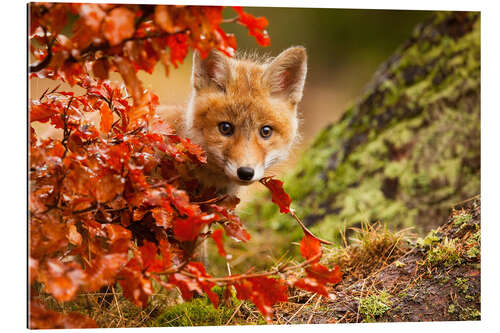 Gallery Print Der Wald im Herbst