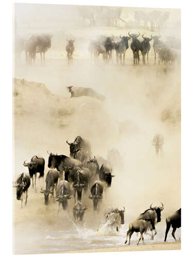 Acrylic print Swarming wildebeest