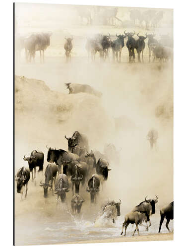 Aluminiumsbilde Swarming wildebeest