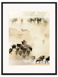 Gerahmter Kunstdruck Schwärmende Gnus