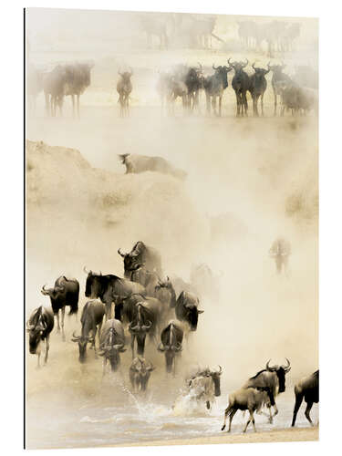 Gallery print Swarming wildebeest