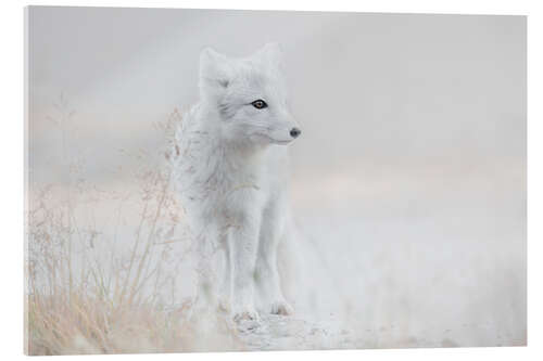 Stampa su vetro acrilico Little arctic fox