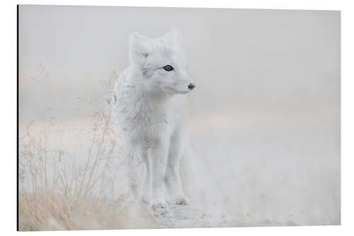 Tableau en aluminium Little arctic fox