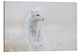 Tableau en aluminium Little arctic fox