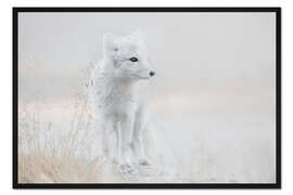 Gerahmter Kunstdruck Kleiner Polarfuchs