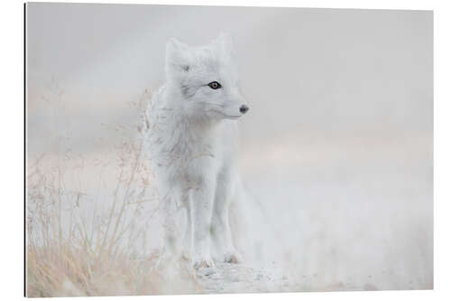 Galleritryk Little arctic fox