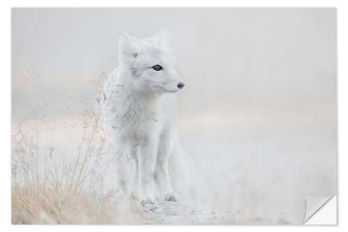 Naklejka na ścianę Little arctic fox