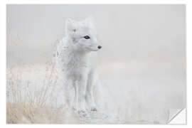 Selvklæbende plakat Little arctic fox