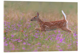 Acrylglasbild Rehkitz im Feld