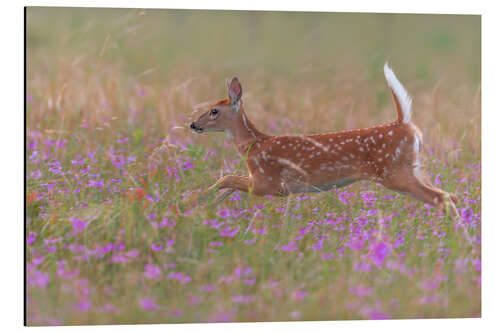 Aluminium print Fawn in the field