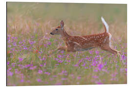 Aluminium print Fawn in the field